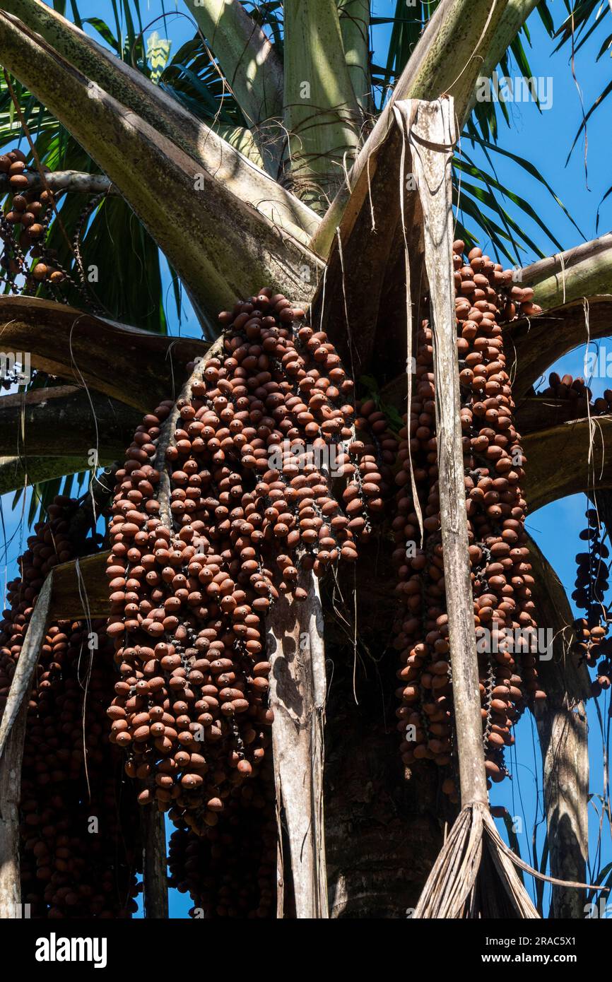 Moriche Palm (mauritia flexuosa). Peruanischer Dschungel, amazonier, Tingo Maria, Huanuco, Peru. Stockfoto