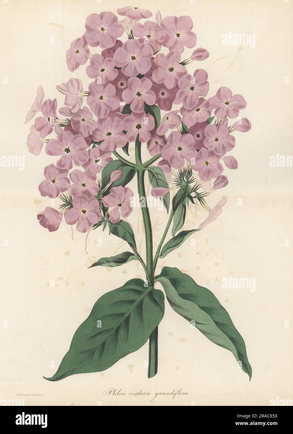 Phlox paniculata Hybrid, aufgezogen von Kindergarten und Florist Thomas Clark aus East Retford, Nottinghamshire. Große blühende Cordate lichnidea, Phlox Cordata grandiflora. Handfarbene botanische Illustration gezeichnet und graviert von Frederick William Smith aus Joseph Paxtons Magazine of Botany und Register of Flowering Plants, Band 1, Orr and Smith, London, 1834. Stockfoto