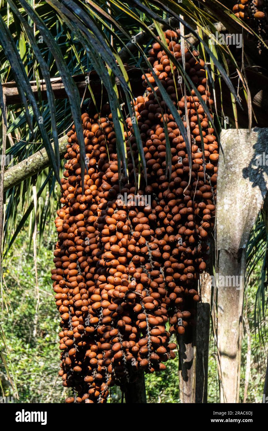 Moriche Palm (mauritia flexuosa). Peruanischer Dschungel, amazonier, Tingo Maria, Huanuco, Peru. Stockfoto
