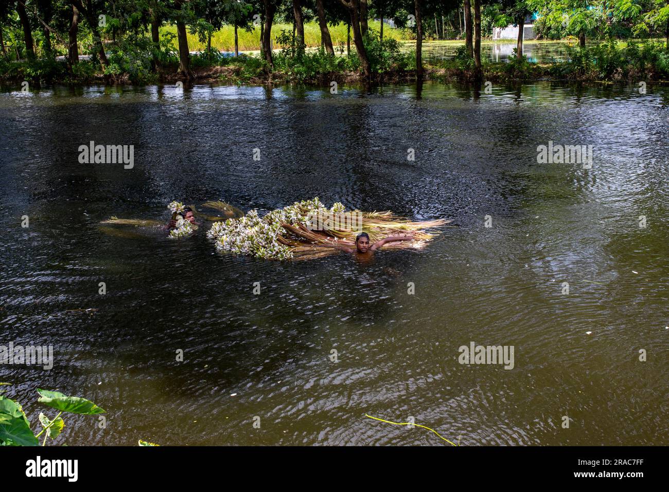 Bauern waschen Stiele von Wasserlilien, die von Char Nimtolar Beel in Sirajdikhan upazila aus Munshiganj geerntet wurden. Das sind die Nationalblumen von Bangladesch Stockfoto