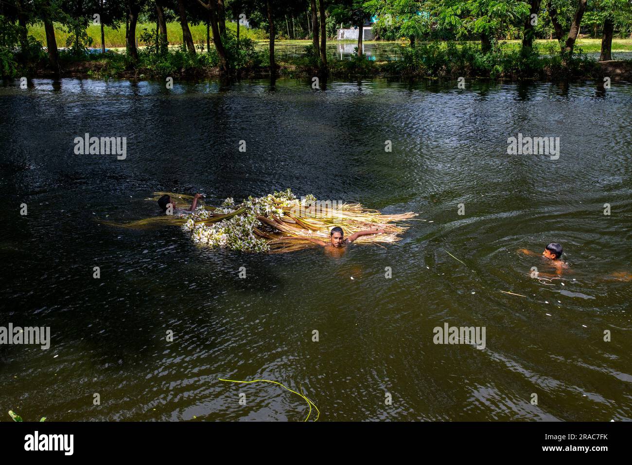 Bauern waschen Stiele von Wasserlilien, die von Char Nimtolar Beel in Sirajdikhan upazila aus Munshiganj geerntet wurden. Das sind die Nationalblumen von Bangladesch Stockfoto