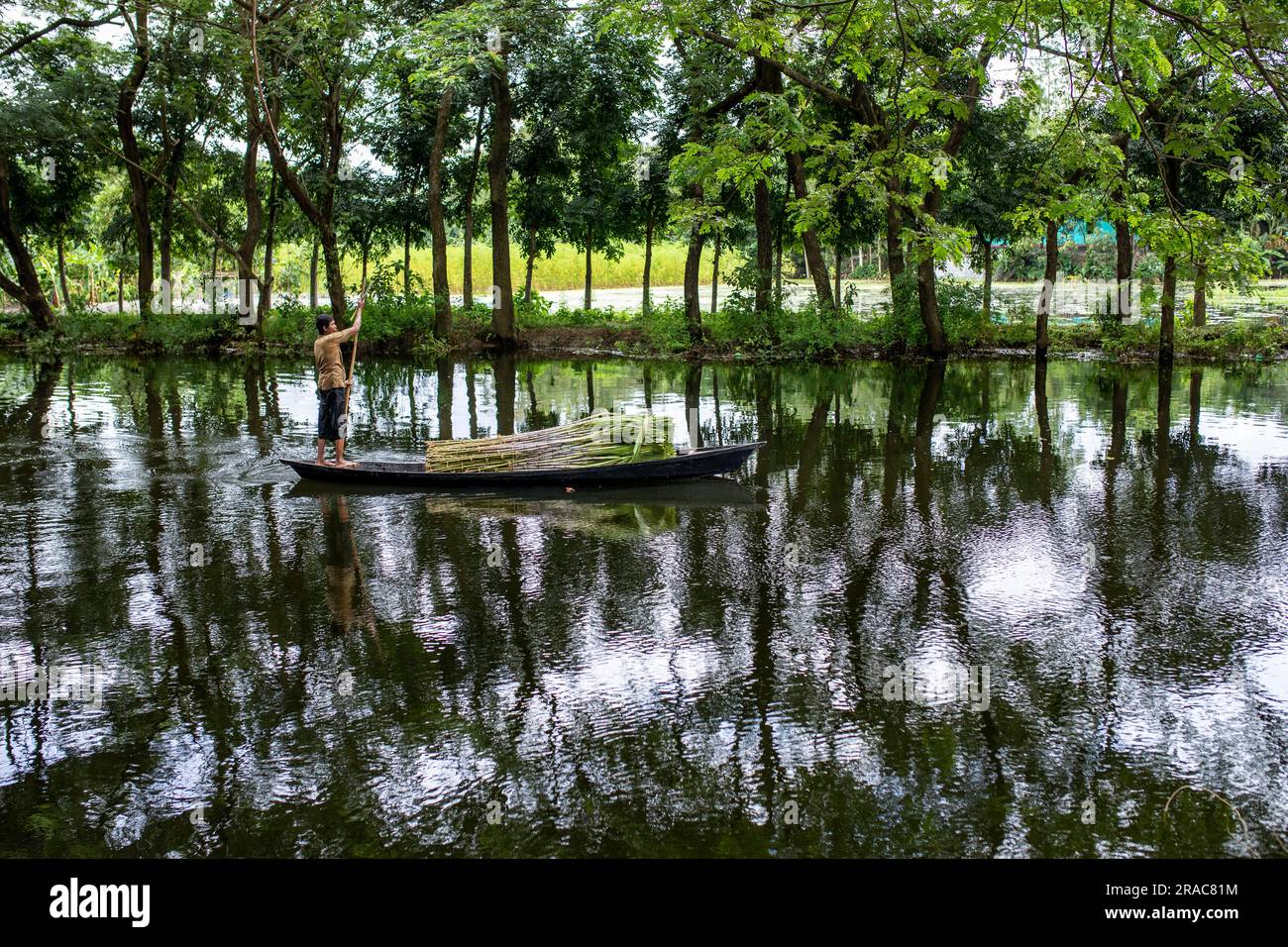 Ein mit Zuckerrohr beladenes Ruderboot in Char Nimtolar Beel in Sirajdikhan upazila von Munshiganj. Bangladesch. Stockfoto