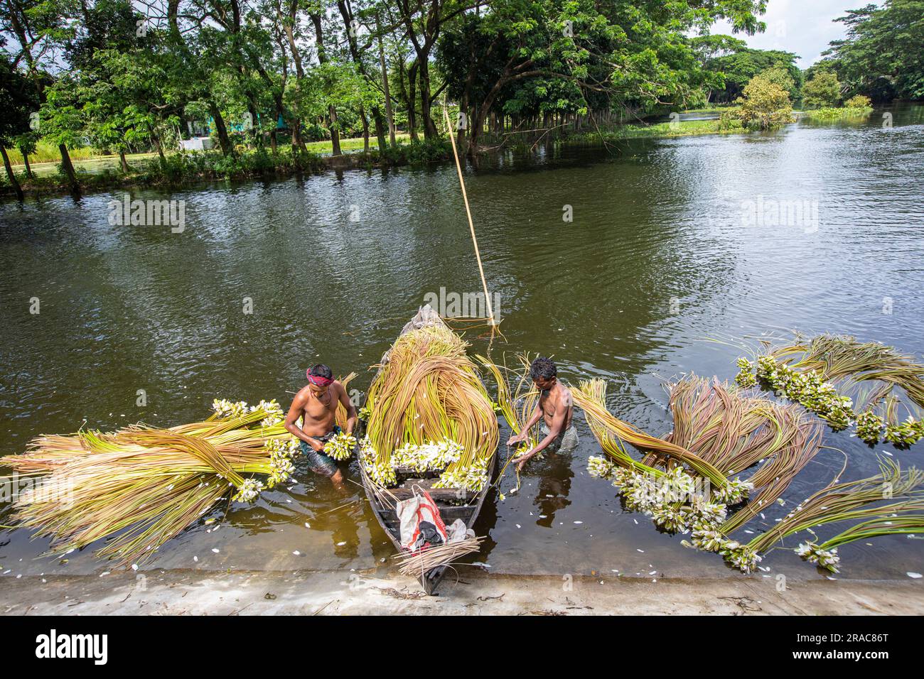 Bauern waschen Stiele von Wasserlilien, die von Char Nimtolar Beel in Sirajdikhan upazila aus Munshiganj geerntet wurden. Das sind die Nationalblumen von Bangladesch Stockfoto