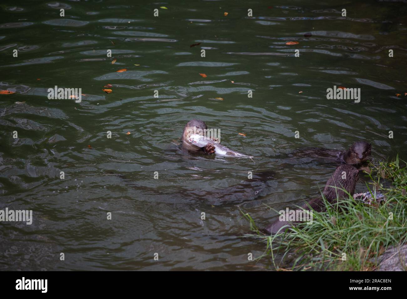 Otter, der den Fisch zum Essen hält, während er auf dem Wasser schwimmt. Stockfoto