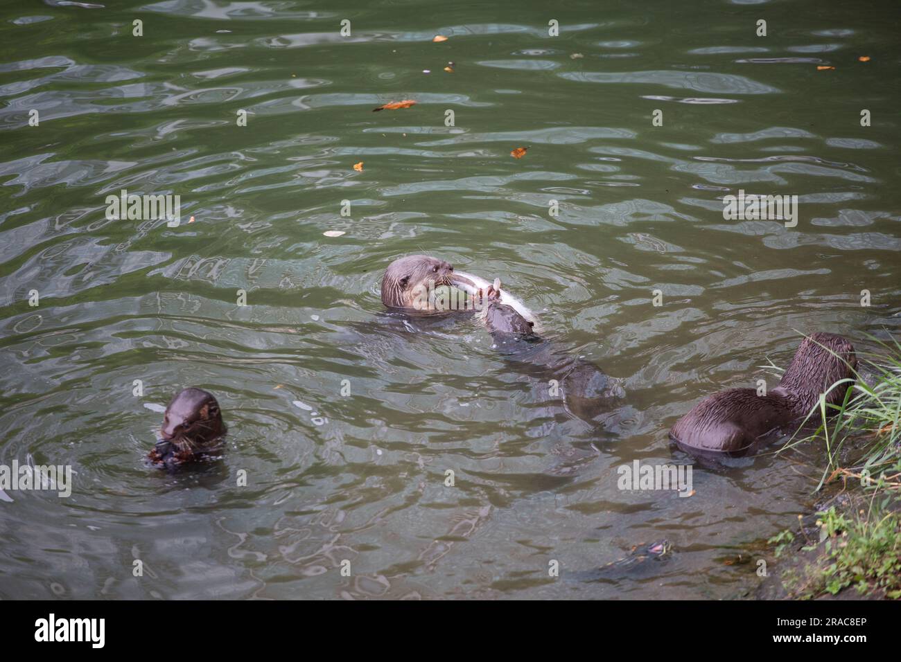 Seitlicher Blick auf Otter, die auf dem Flussfisch kauen, den er gefangen hat Stockfoto