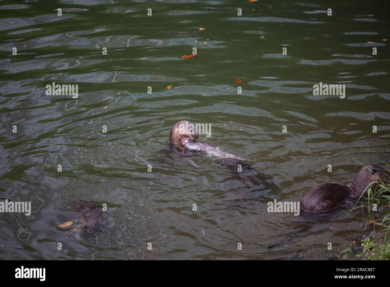 Ein Otter im Wasserkörper, der einen großen Fisch frisst, während andere Otter um ihn herum sind Stockfoto