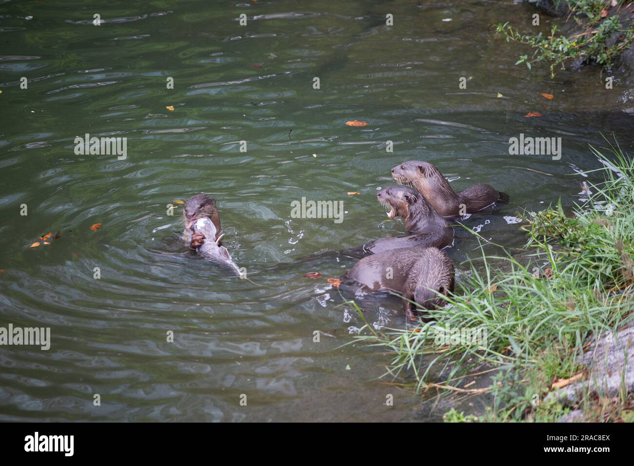 Ein Otter feiert einen riesigen Fisch, während andere Otter nur bewundern können Stockfoto