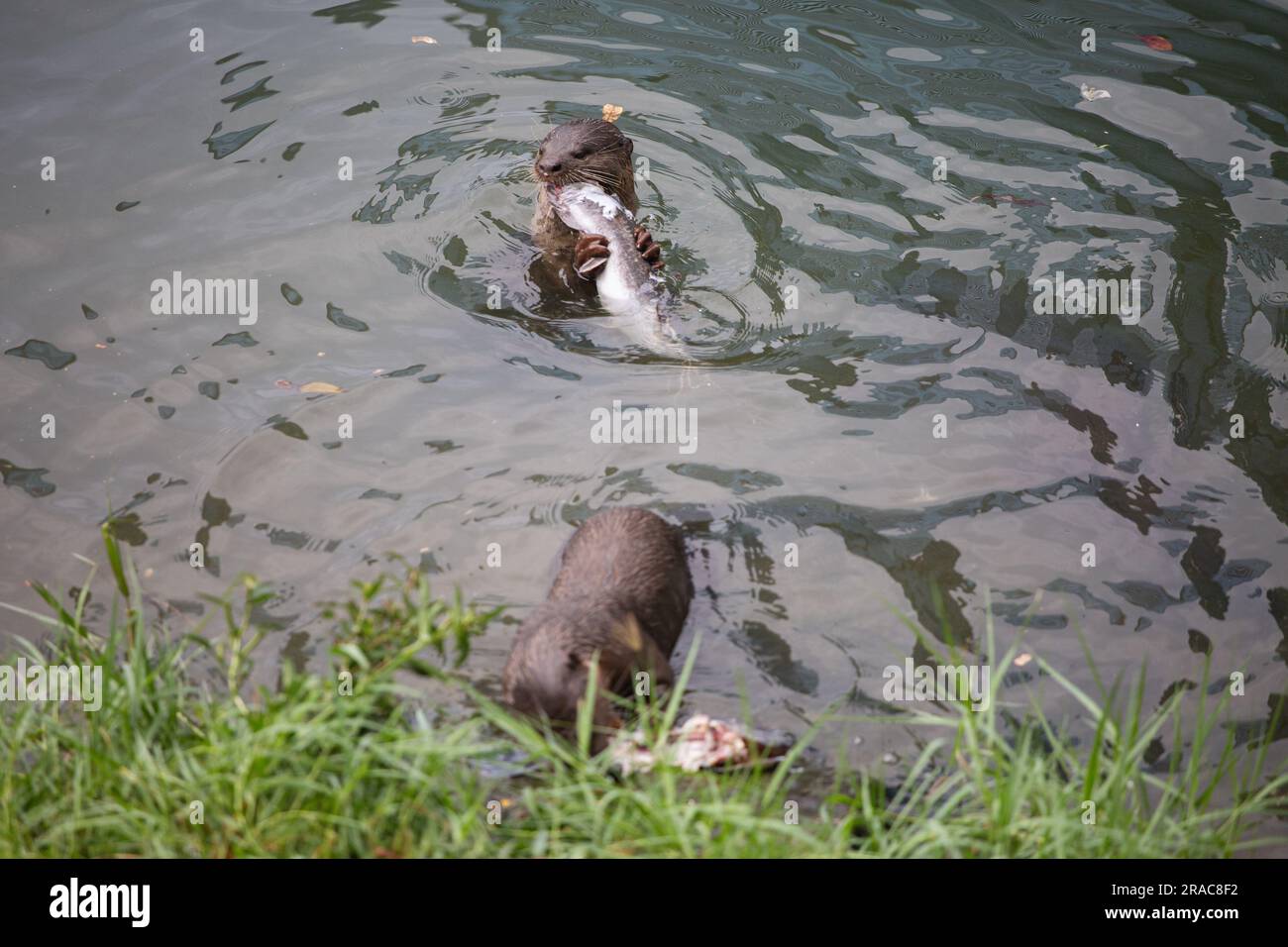 Ein Otter, der der Kamera zugewandt ist, beißt den Fisch ab, während der andere Otter in der Nähe des Fels isst. Stockfoto
