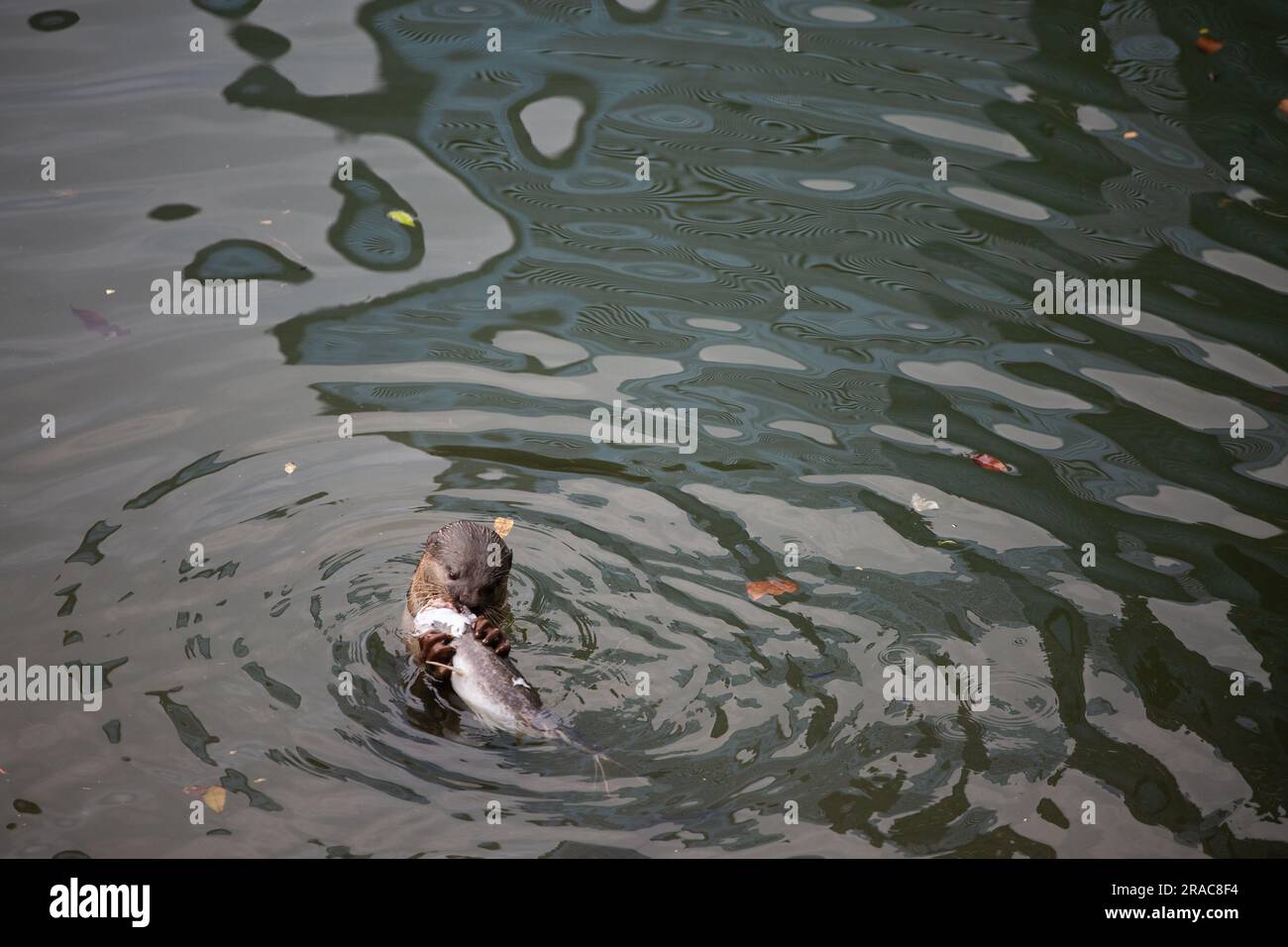 Ein Otter genießt seinen leckeren Fisch im Fluss Stockfoto