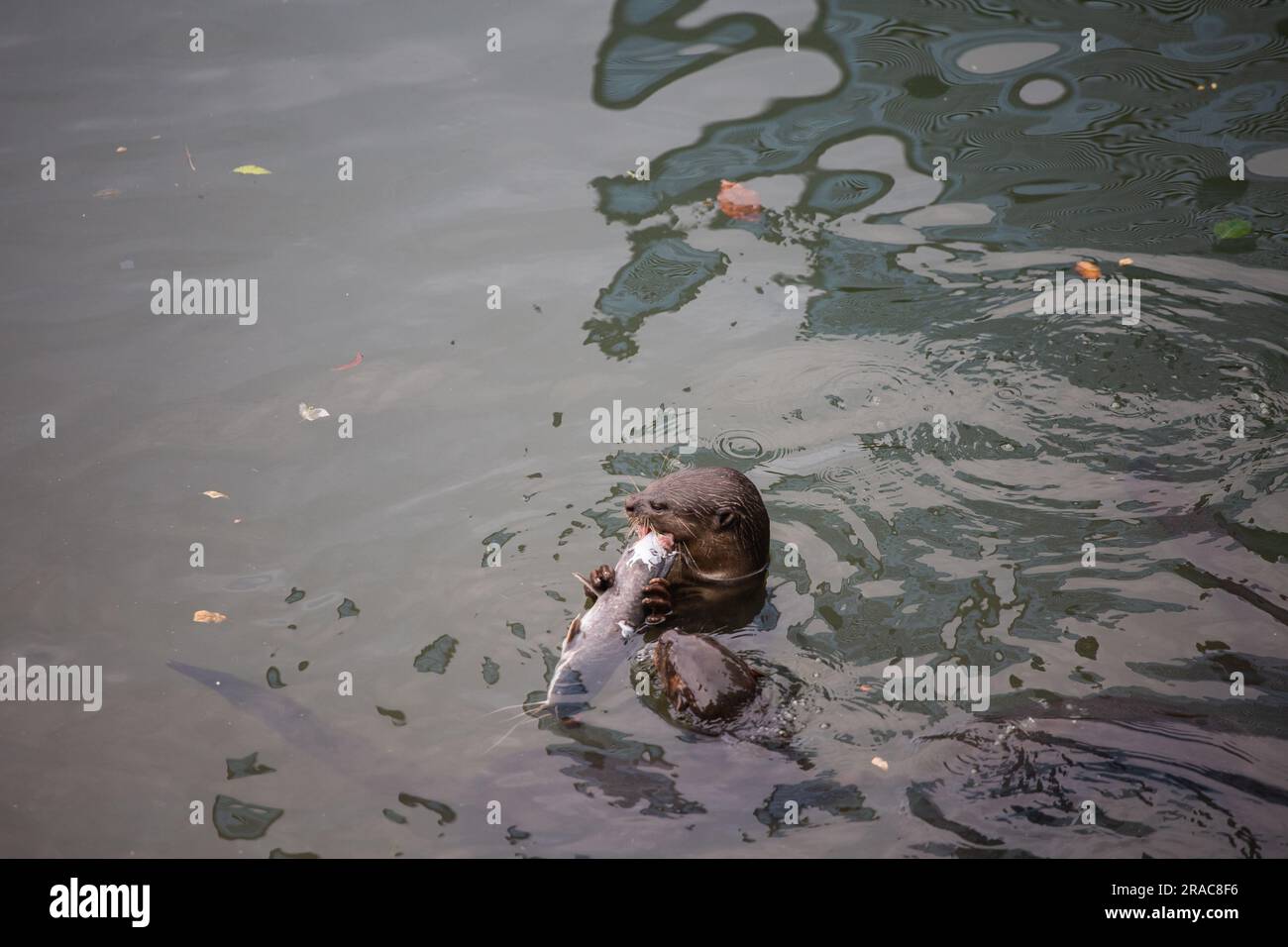 Ein Otter im Wasser, der einen großen Fisch beißt, während der andere Otter auf einen Anteil Fleisch hofft. Stockfoto
