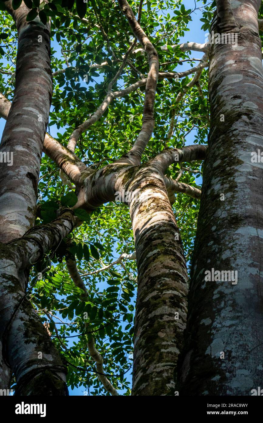 Ficus insipida (ojé Blanco), Amazonischer Wald, Tingo Maria, Huanuco, Perú. Stockfoto