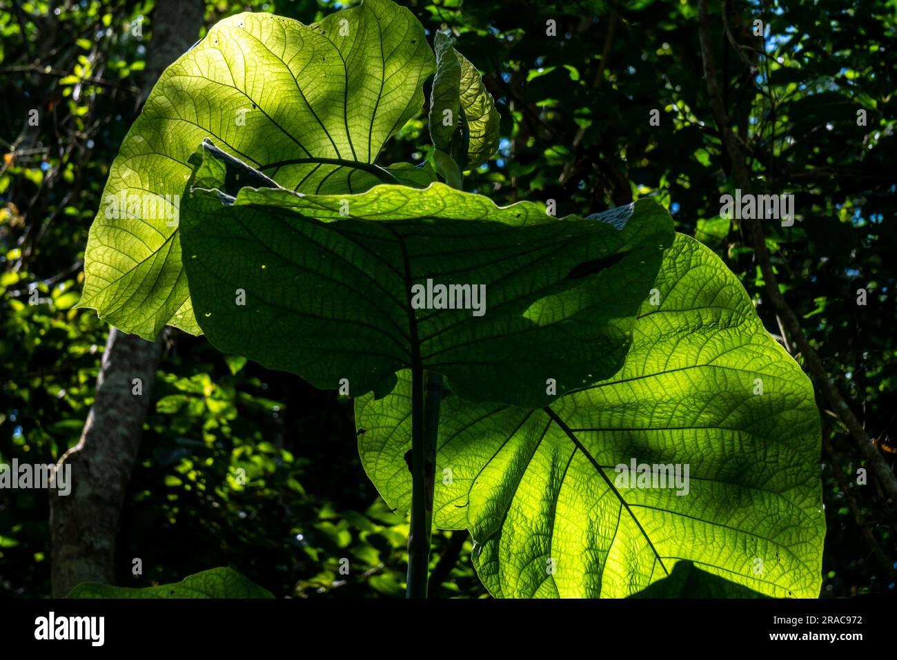 Blumige Artenvielfalt im Amazonas-Dschungel von Peru Stockfoto