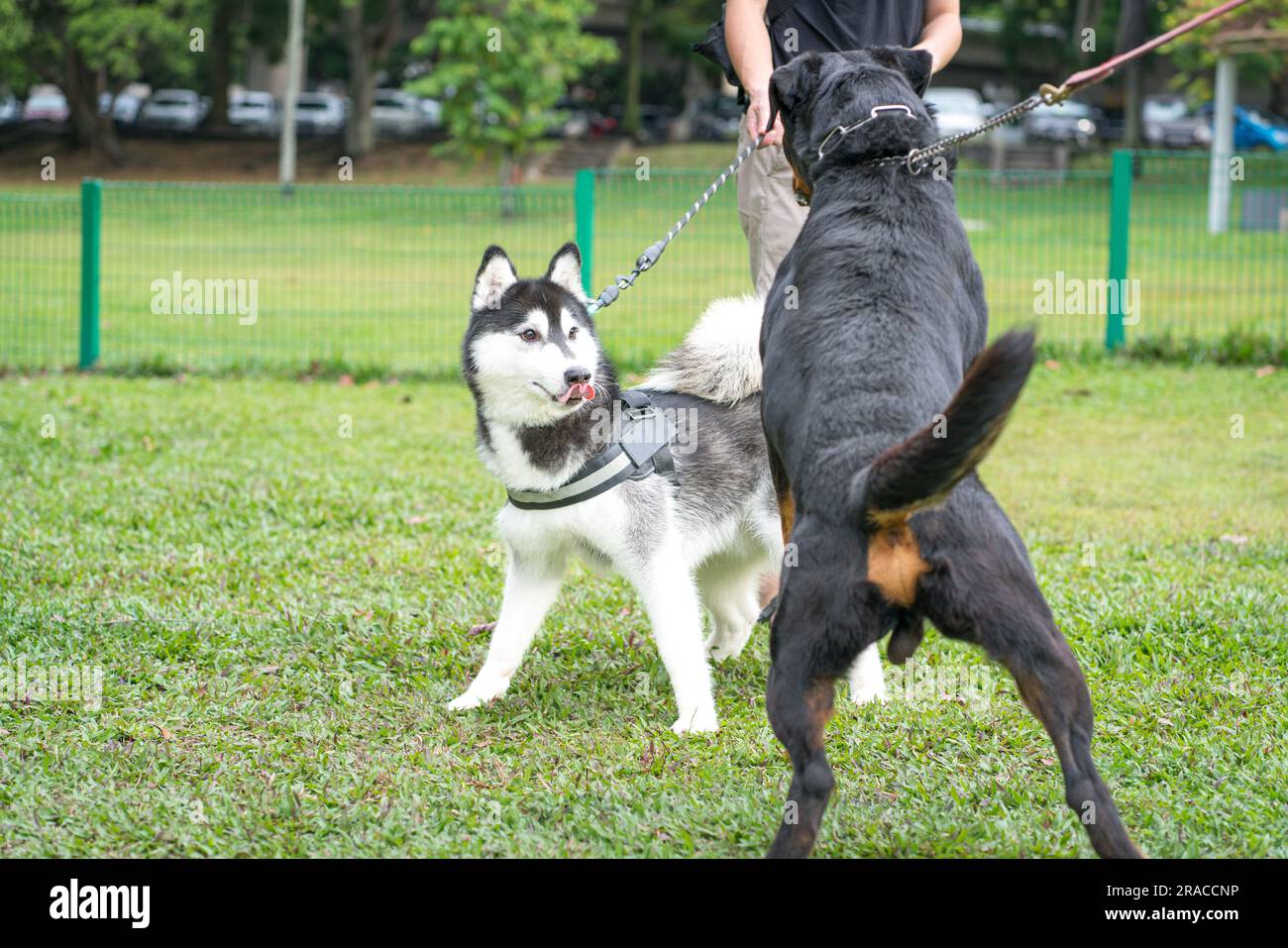 Zwei Großhunde, Sibirischer Husky und aufgeregter Rottweiler, spielen im Park. Hundesozialisationskonzept. Stockfoto