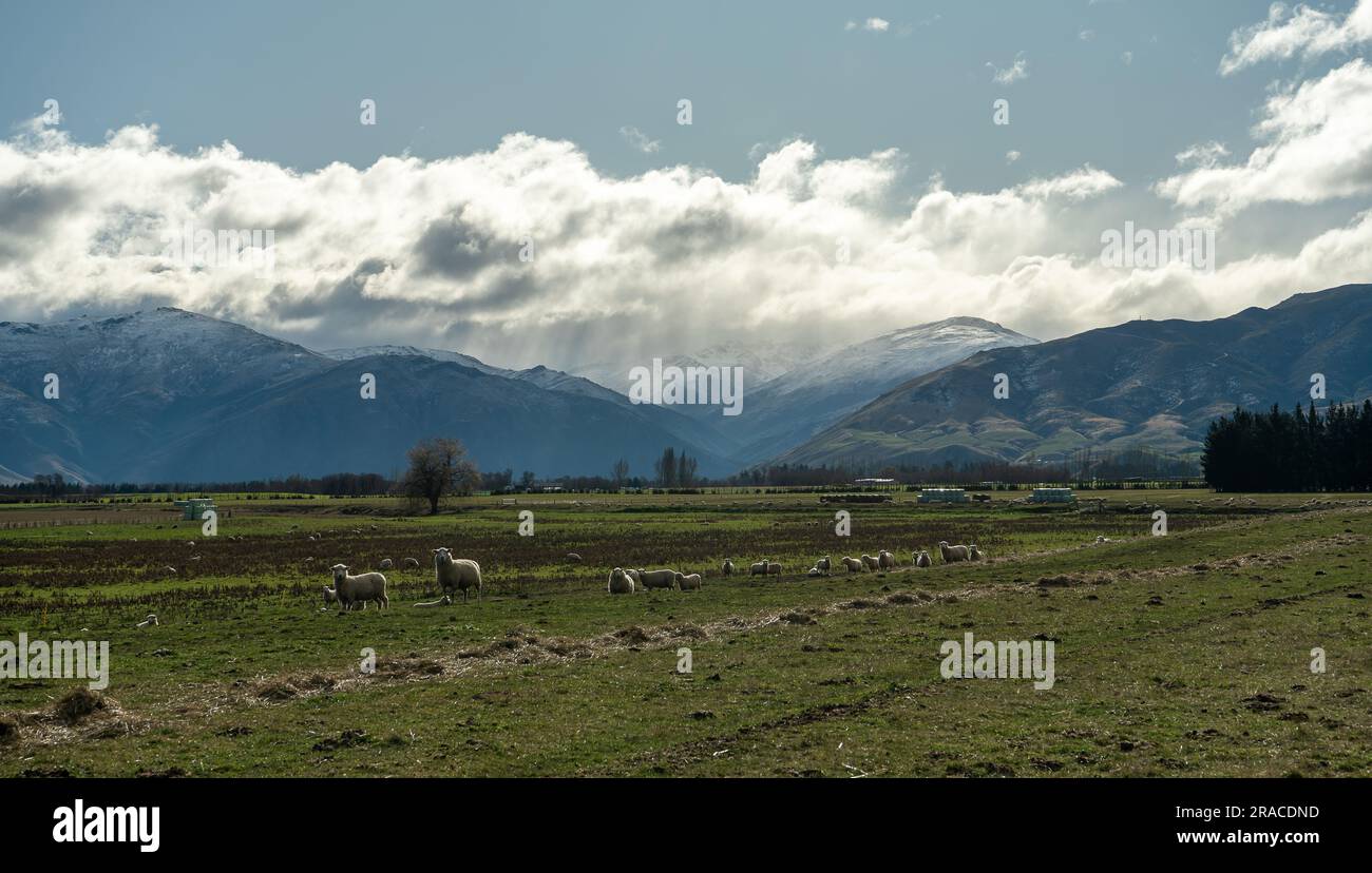 Neuseeländisches Bauernleben Stockfoto