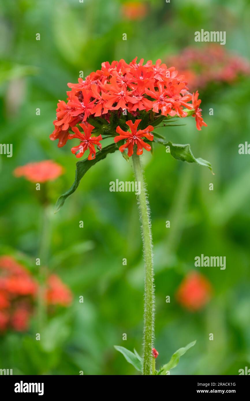 Silene chalcedonica, das Malteserkreuz, Scharlach lychnis, Blume von Bristol, Jerusalem Kreuz, nonesuch, scharlachorange rote Blüten auf kräftigen Stängeln Stockfoto