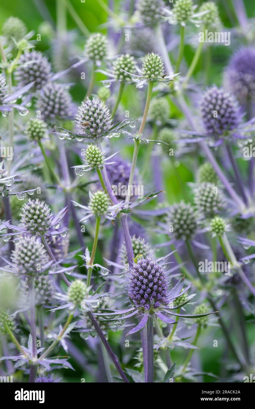 Eryngium planum Blauer Glitzer, blauer Eryngo Blauer Glitzer, flache Meerjungfrau, mehrjährige silberblaue Blumen Stockfoto