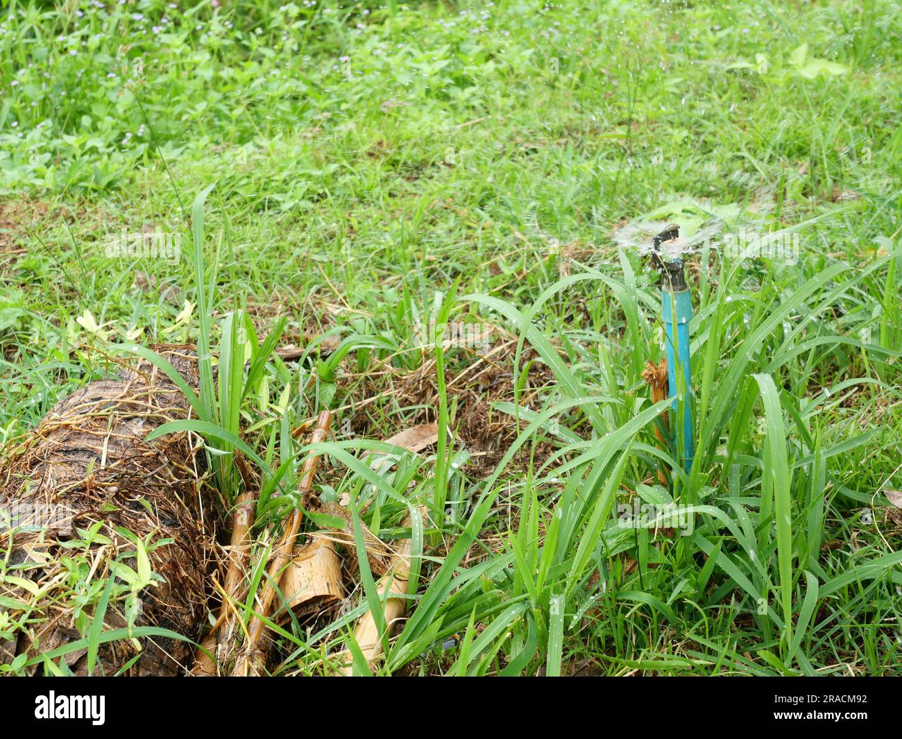 Rotierende Sprinkler, die Wasser auf dem Hof mit Rasen und Pflanzfläche spritzen, Tropfen auf tropischem Plantagengelände Stockfoto