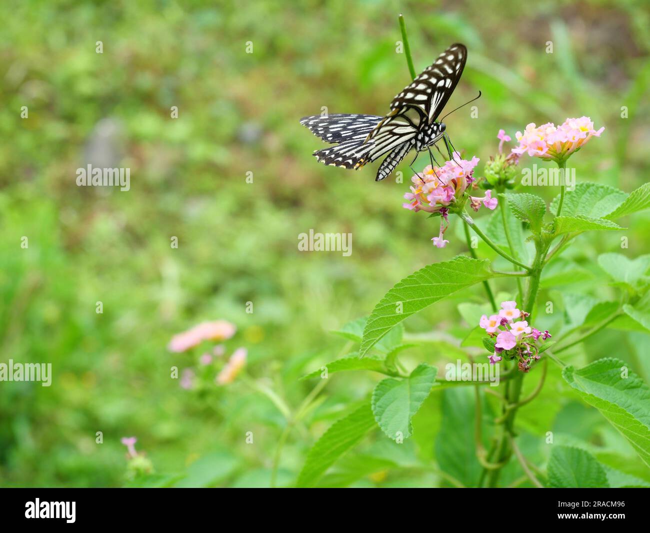 Gemeiner MIME ( Papilio clytia ) Schmetterling saugt Nektar auf westindischer Lantana-Blüte mit natürlichem grünen Hintergrund Stockfoto