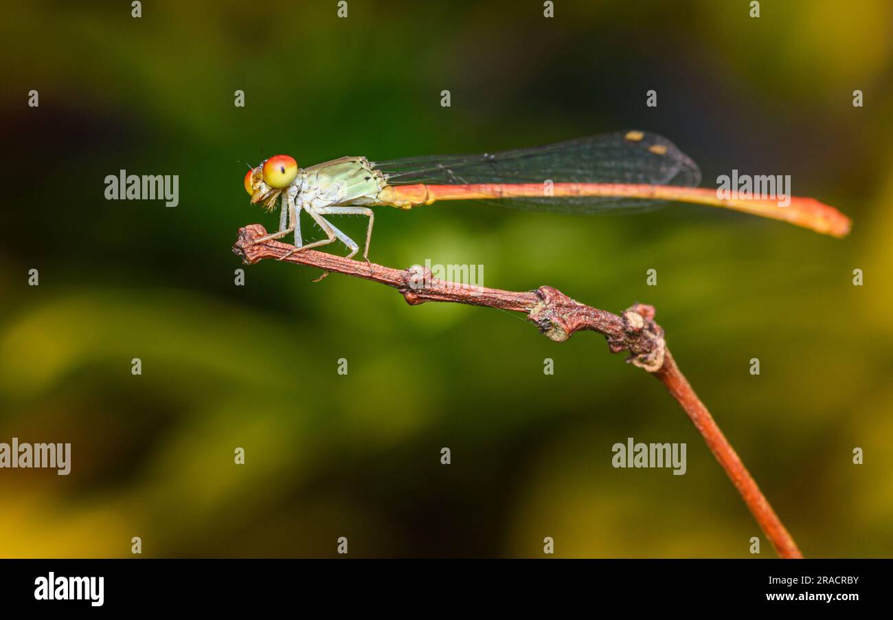 Eine orangefarbene Damfliege hoch oben auf einem Ast und Naturhintergrund, selektiver Fokus, Insektenmakro, farbenfrohes Insekt in Thailand. Stockfoto
