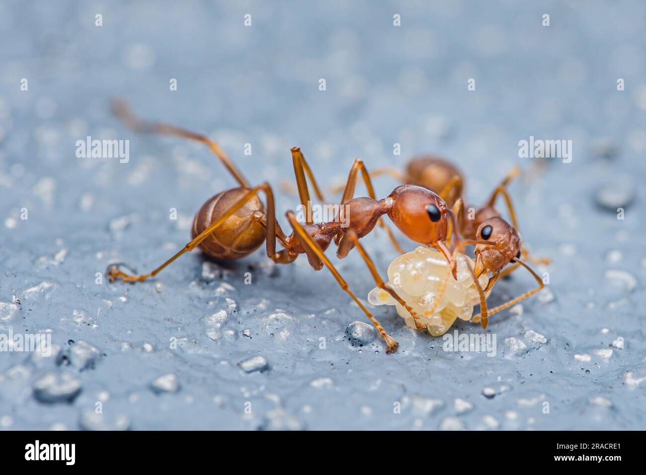 Rote Ameise, um Eier auf dem Zementboden zu bewegen. Stockfoto