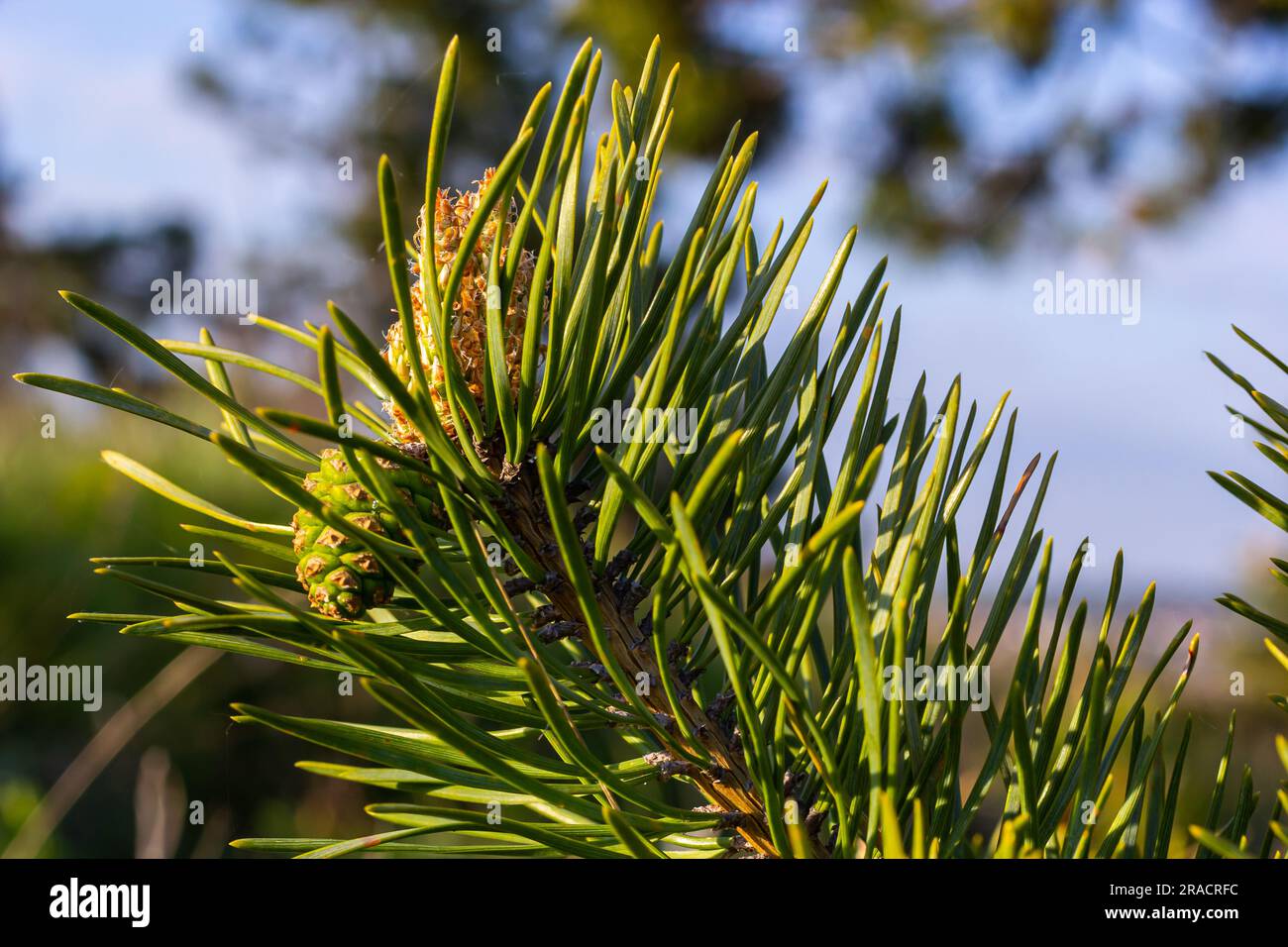 Sylvestris Scotch European Red Pine Scots oder Baltic Pine. Makro-selektiver Fokuszweig mit Zapfenblumen und Pollen über dem unscharfen Backgro Stockfoto