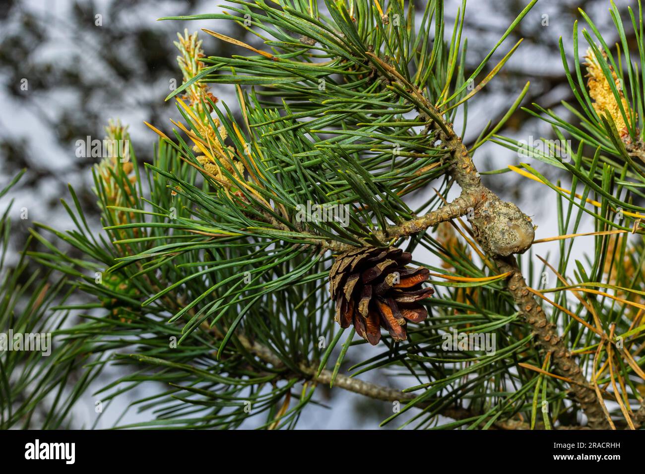 Sylvestris Scotch European Red Pine Scots oder Baltic Pine. Makro-selektiver Fokuszweig mit Zapfenblumen und Pollen über dem unscharfen Backgro Stockfoto