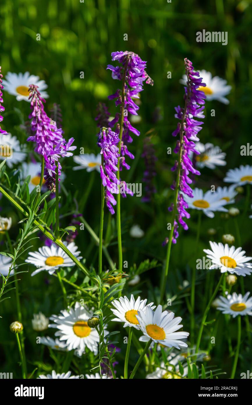 Wicken, vicia cracca wertvolle Honigpflanze, Futter und Heilpflanze. Zerbrechliche lila Blüten im Hintergrund. Wollblüte oder Futterwuchsblüte in Frühlingsgar Stockfoto