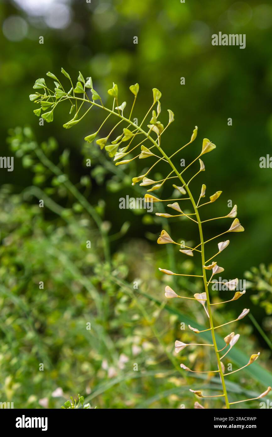 Capsella bursa-pastoris, bekannt als Schäfertasche. Weit verbreitetes und gebräuchliches Unkraut in Agrar- und Gartenpflanzen. Heilpflanze in natürlicher Umgebung. Stockfoto