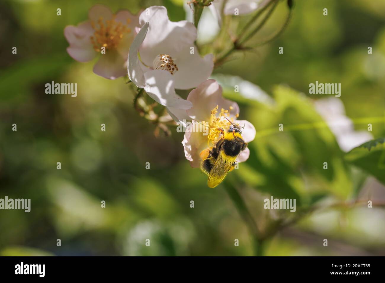 Eine Weißschwanzhummel (Bombus lucorum) sammelt Pollen auf den Stühlen einer offenen Kletterrosenblume in einem Garten in Surrey, Südostengland Stockfoto