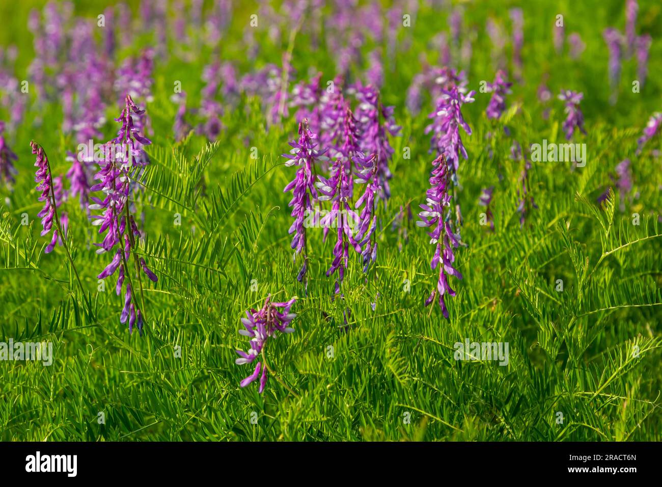 Wicken, vicia cracca wertvolle Honigpflanze, Futter und Heilpflanze. Zerbrechliche lila Blüten im Hintergrund. Wollblüte oder Futterwuchsblüte in Frühlingsgar Stockfoto