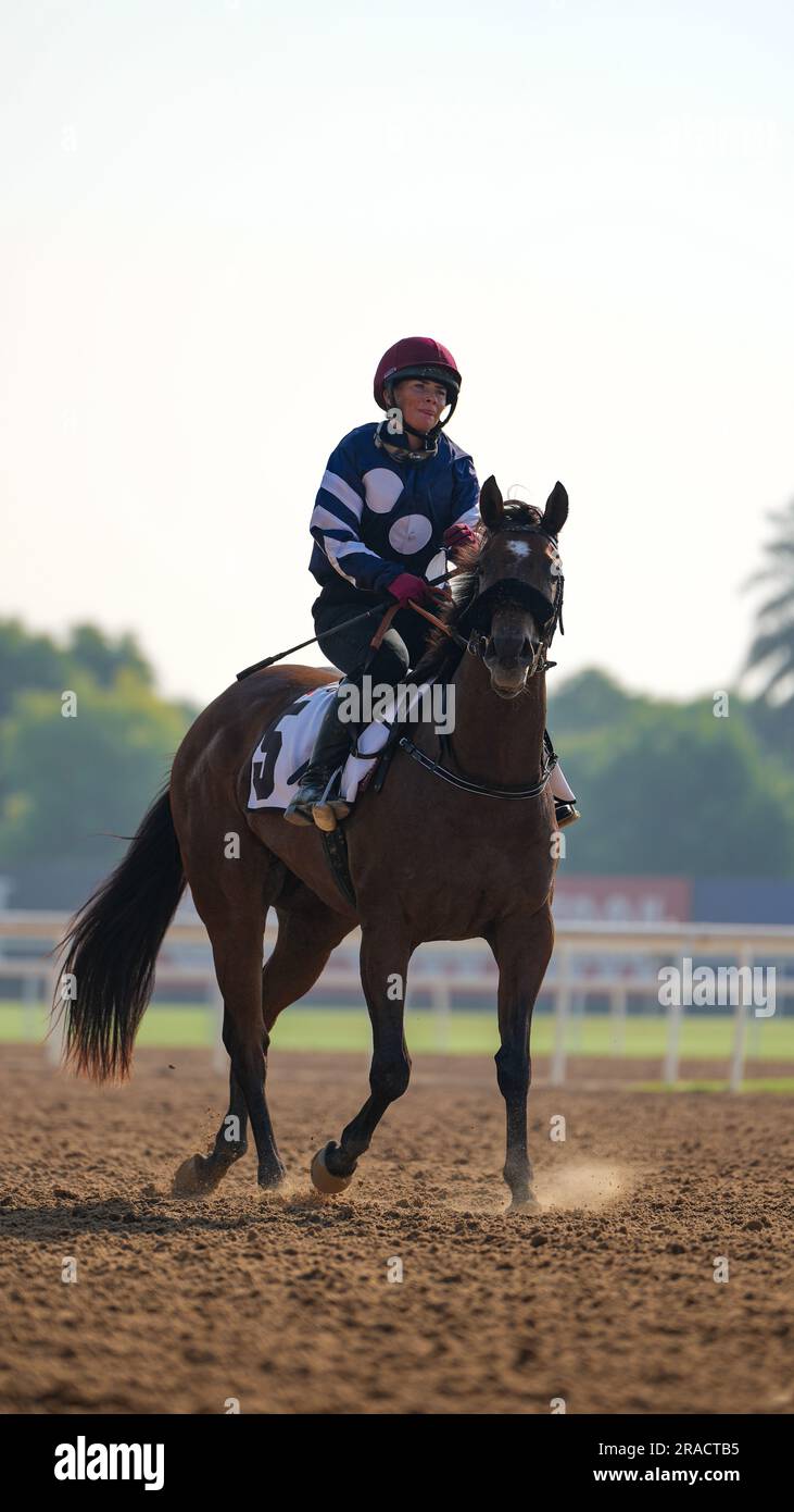 Pferde im Training auf Dirt-Track-Pferden Stockfoto