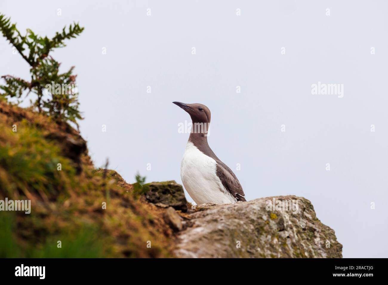 Ein Guillemot (Uria Aalge), der auf Klippen in North Haven auf Skomer steht, eine Insel in Pembrokeshire in der Nähe von Marloes, West Wales, die für ihre Tierwelt bekannt ist Stockfoto