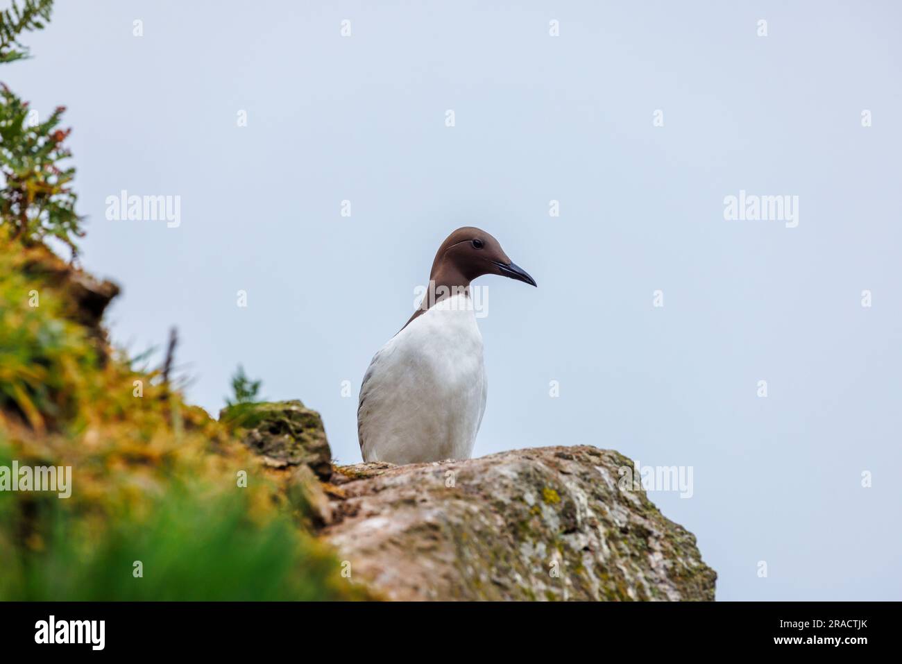 Ein Guillemot (Uria Aalge), der auf Klippen in North Haven auf Skomer steht, eine Insel in Pembrokeshire in der Nähe von Marloes, West Wales, die für ihre Tierwelt bekannt ist Stockfoto