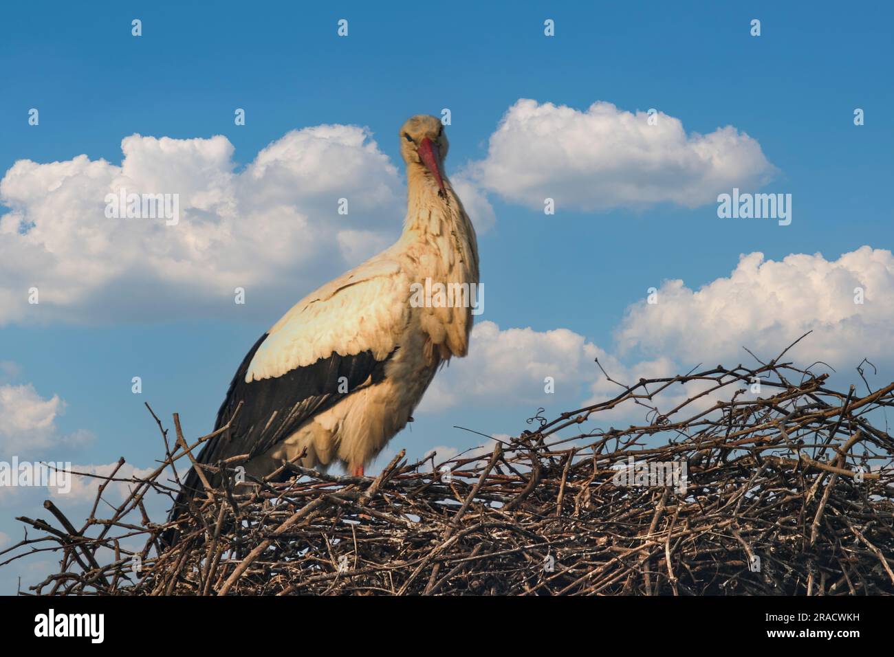 Die Störche auf dem Nest Stockfoto