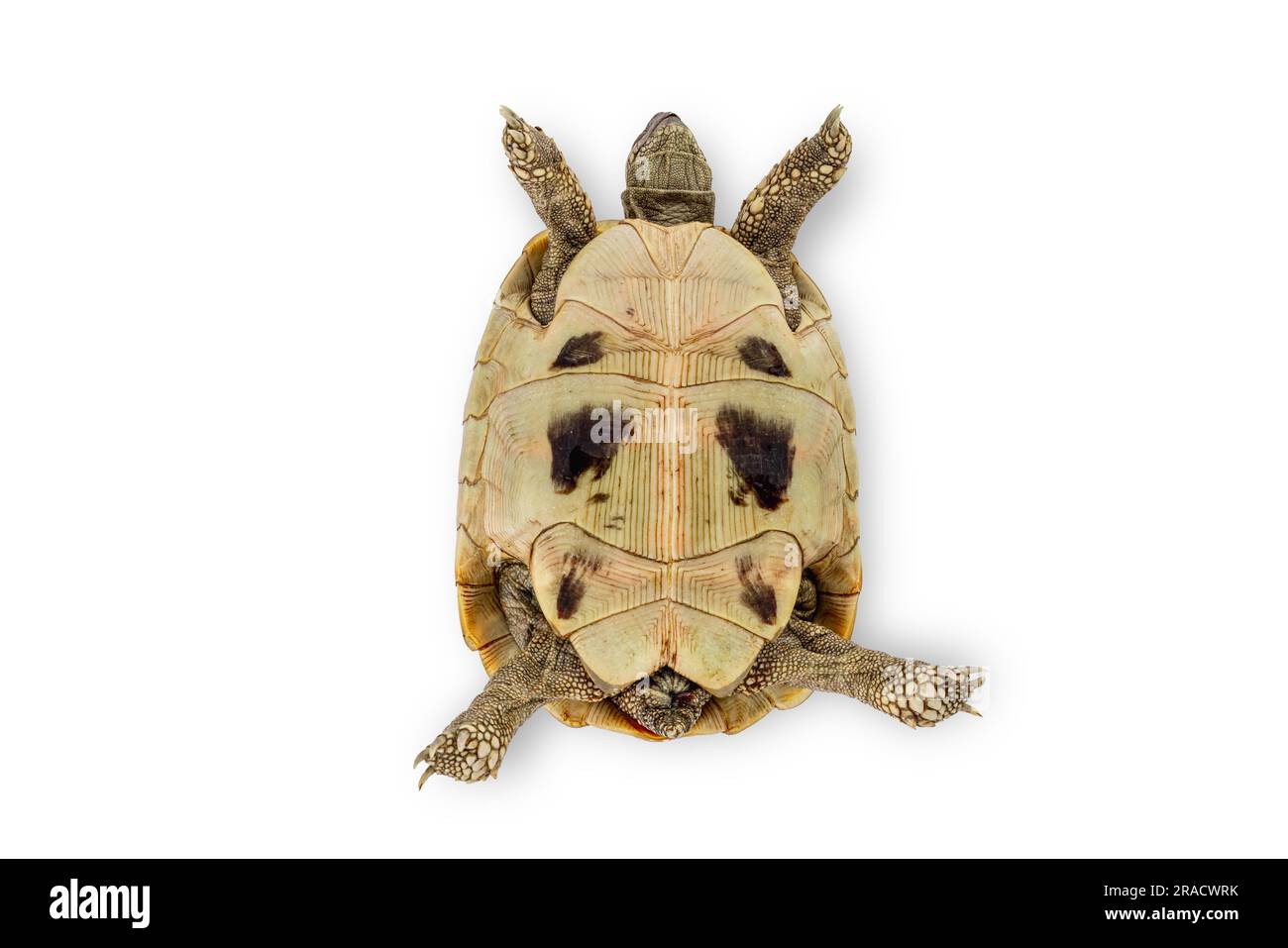Turtle isoliert auf weißem Hintergrund Stockfoto