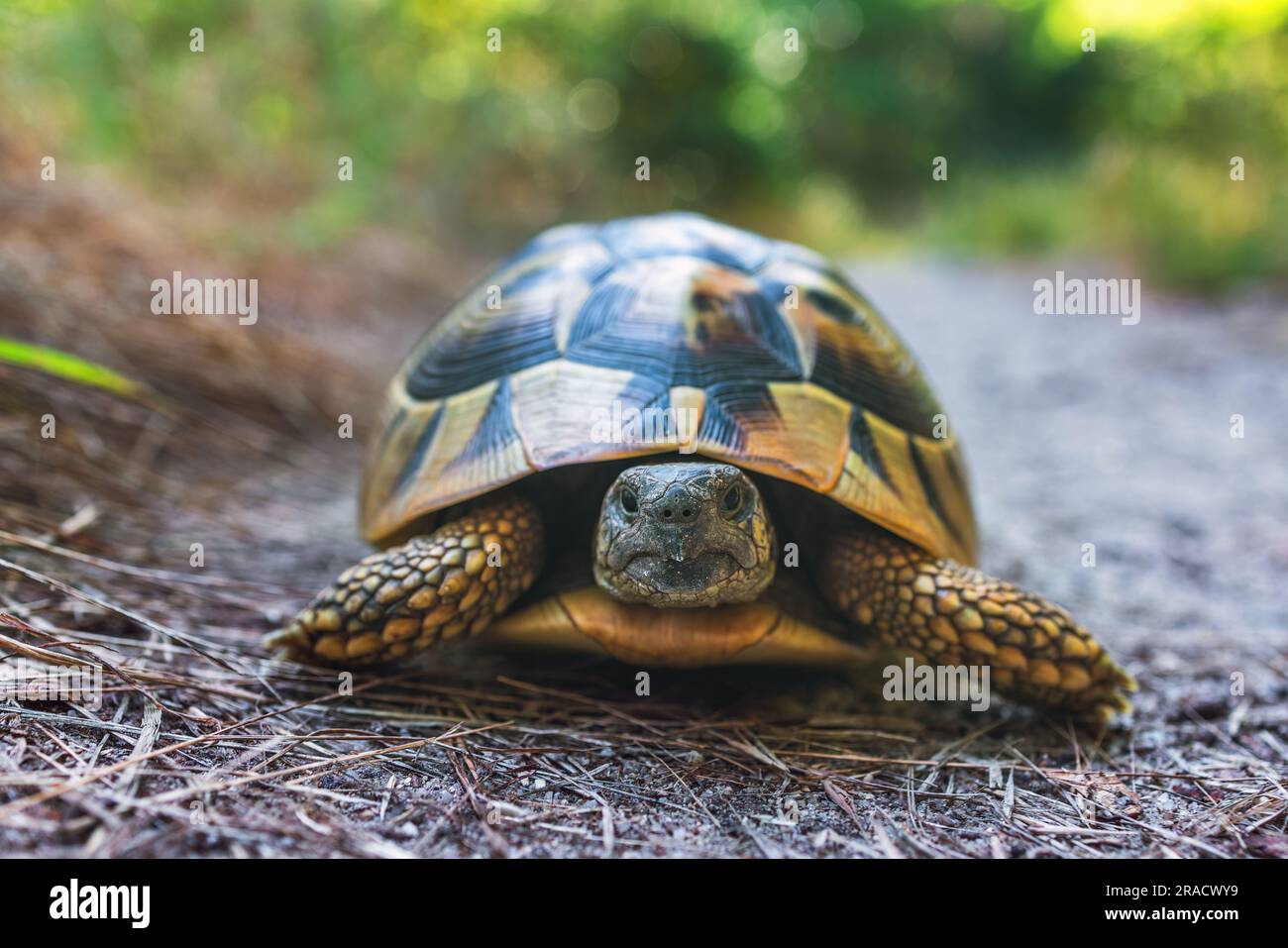Schildkröte auf einem Waldweg, Tiertier Bulgarien. Stockfoto
