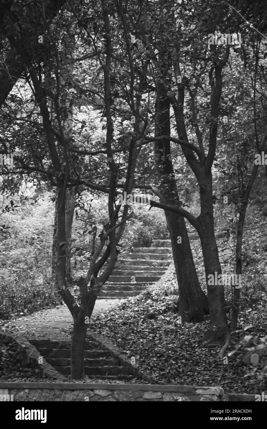 Treppen durch die Hügel der Universität Wuhan Stockfoto