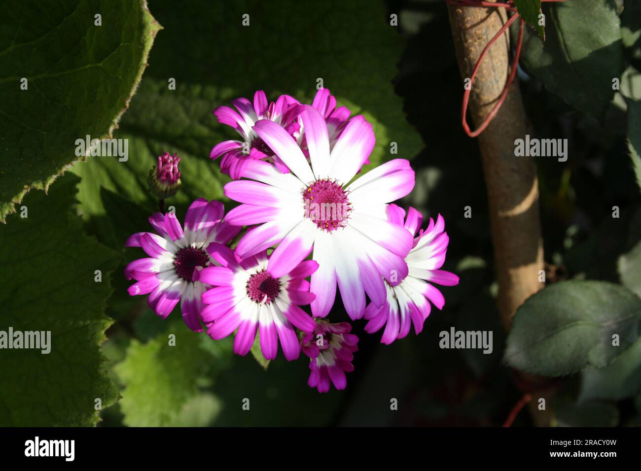 Floristen-Zinerarie (Pericallis X hybrida, Aschenpflanze X hybrida, Senecio  Cruentus-Hybride), blhende Topfpflanzen Pflanze, Studio Bild  Stockfotografie - Alamy