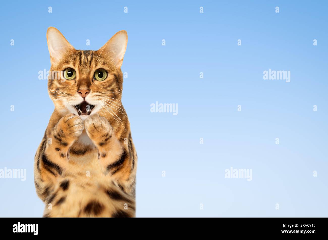 Überraschende Katze, die seinen Mund mit seinen Pfoten auf blauem Hintergrund bedeckt. Speicherplatz kopieren. Stockfoto