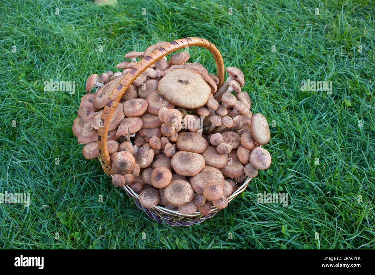 Ein Korb voller Pilze, die im Wald auf den Grasständen gesammelt wurden Stockfoto