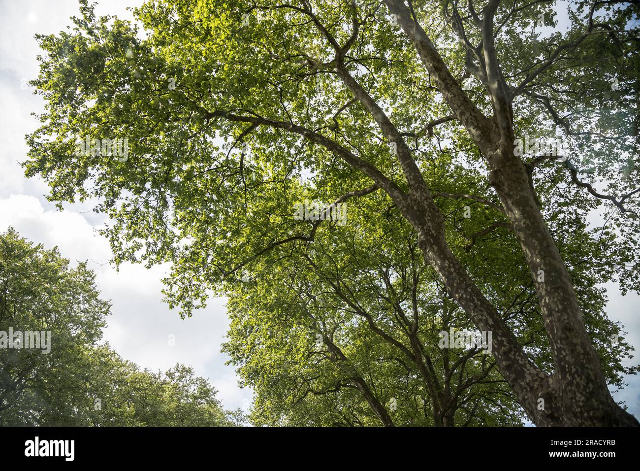Ein ebener Baum mit Zweigen voller Blätter, der seine Pracht im Frühling zeigt. Bild von unten mit dem Himmel im Hintergrund. Stockfoto