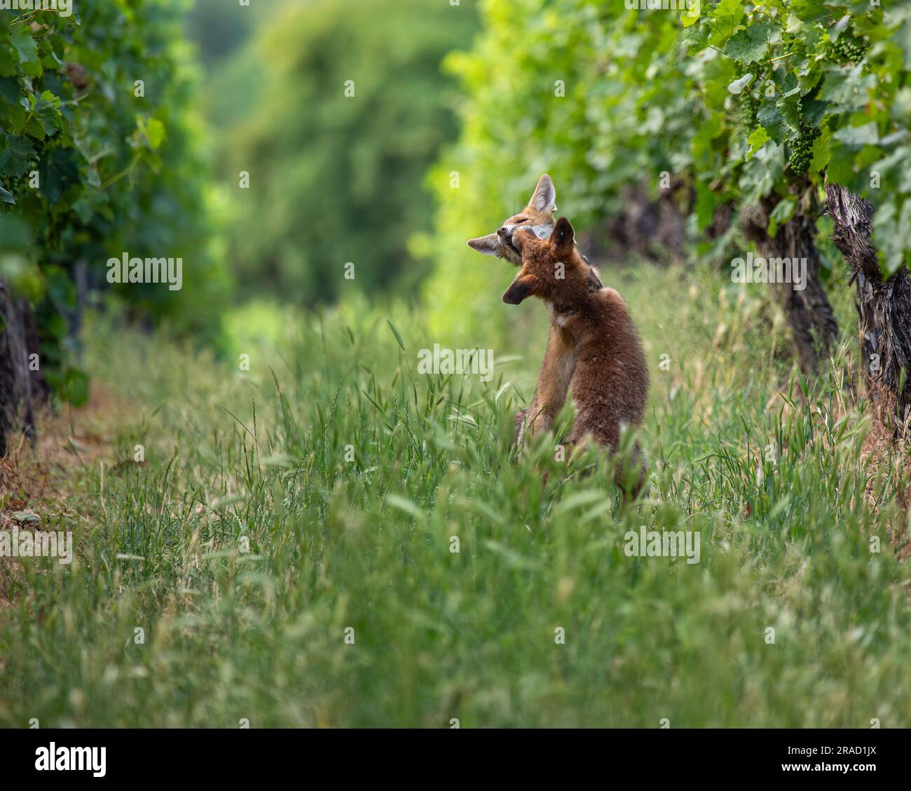 Süße junge Rotfüchse - Vulpes vulpes - spielen auf einem Weinberg Stockfoto
