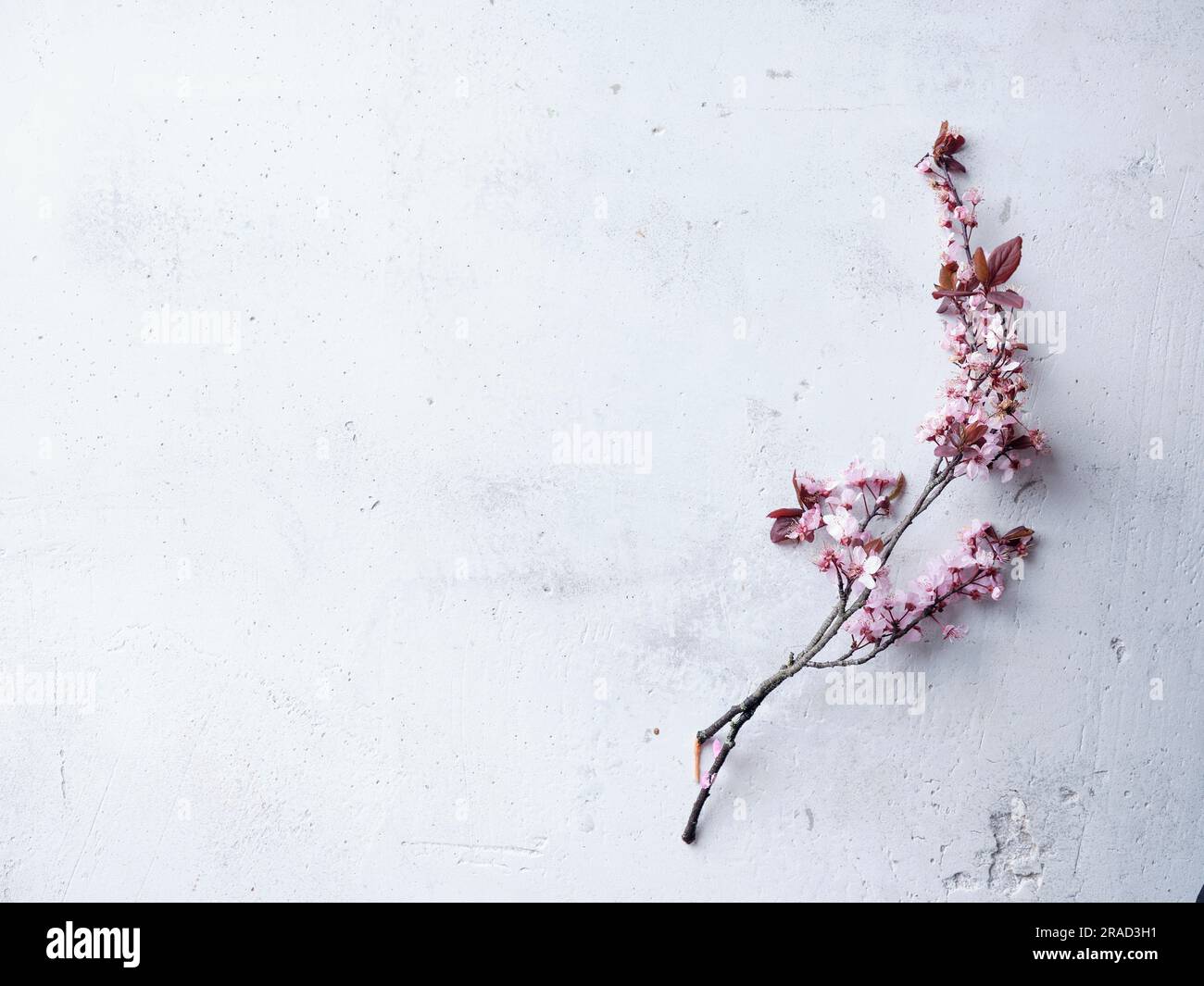 Kirschblüten auf Betonhintergrund Stockfoto