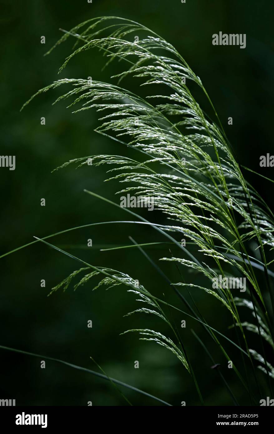 Die hohen Sommergräser biegen sich in der Brise, die von der Abendsonne in der englischen Landschaft von Warwickshire erhellt wird. Stockfoto