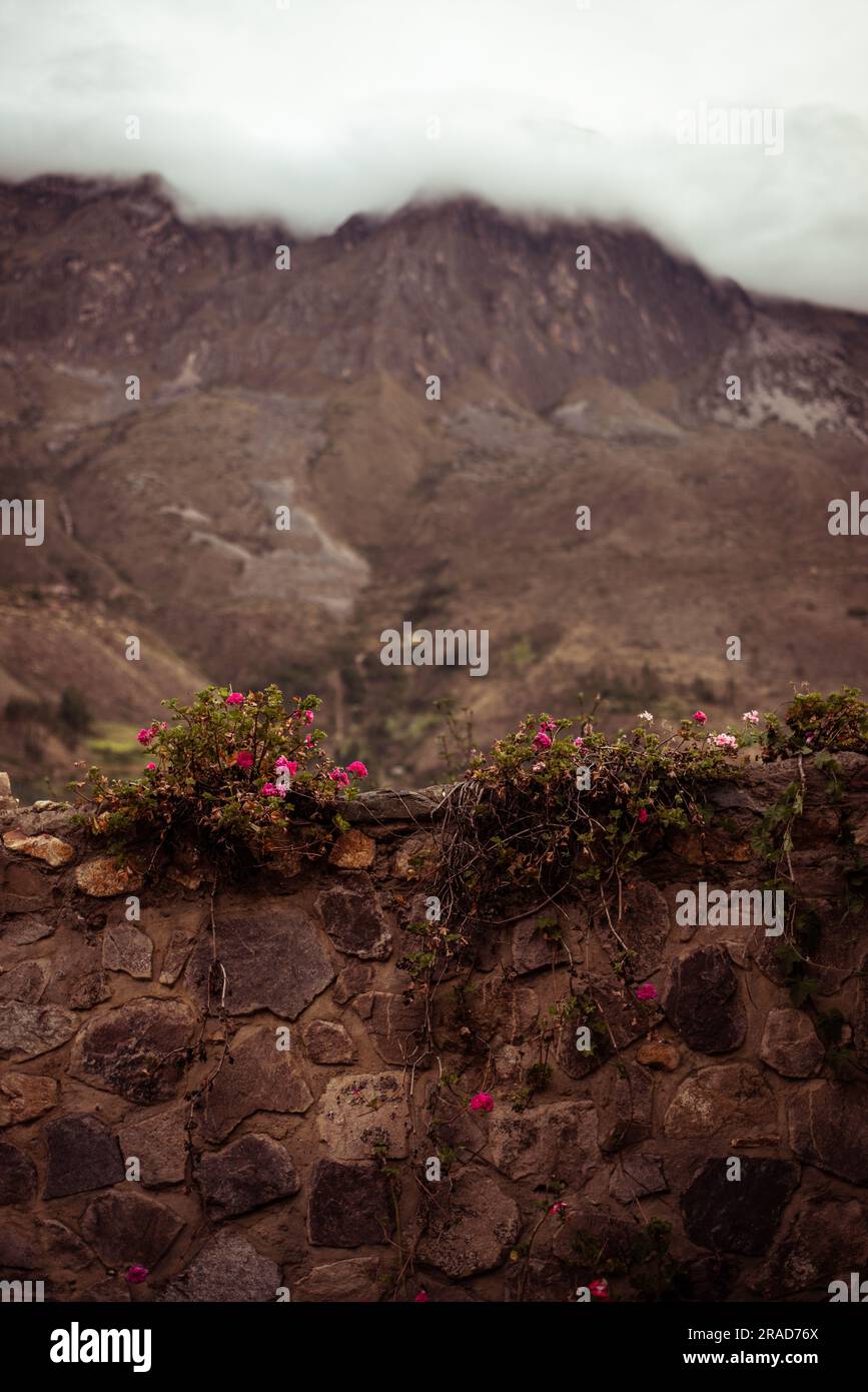 Wilde Rosen wachsen an einer Steinmauer vor Bergen und Wolken Stockfoto