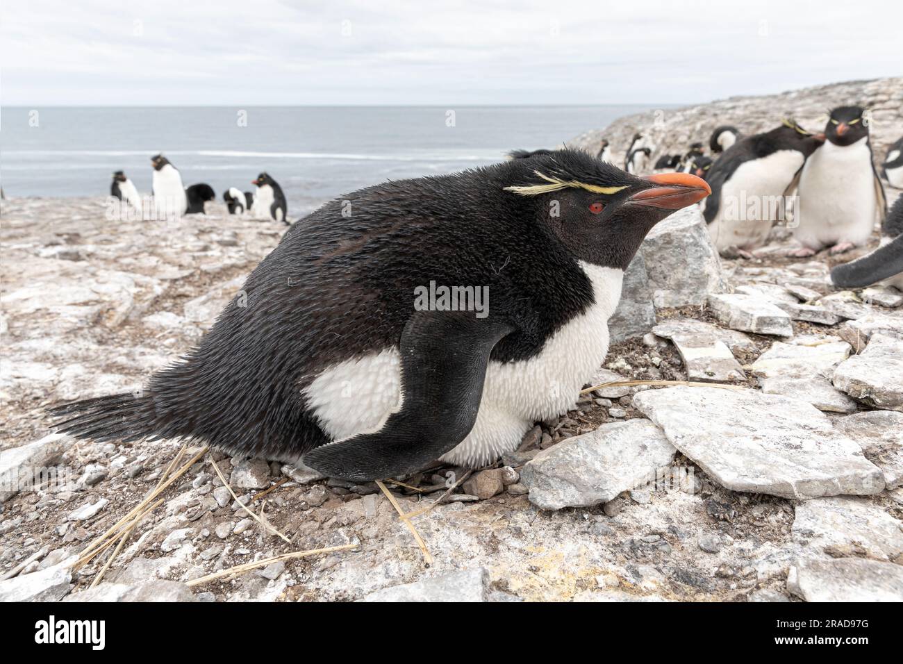 Rockhopper Penguin, Eudyptes chrysocome, Erwachsener saß auf Eiern an einem Nest auf einer Klippe, Bleaker Island, Falkland Islands November Stockfoto