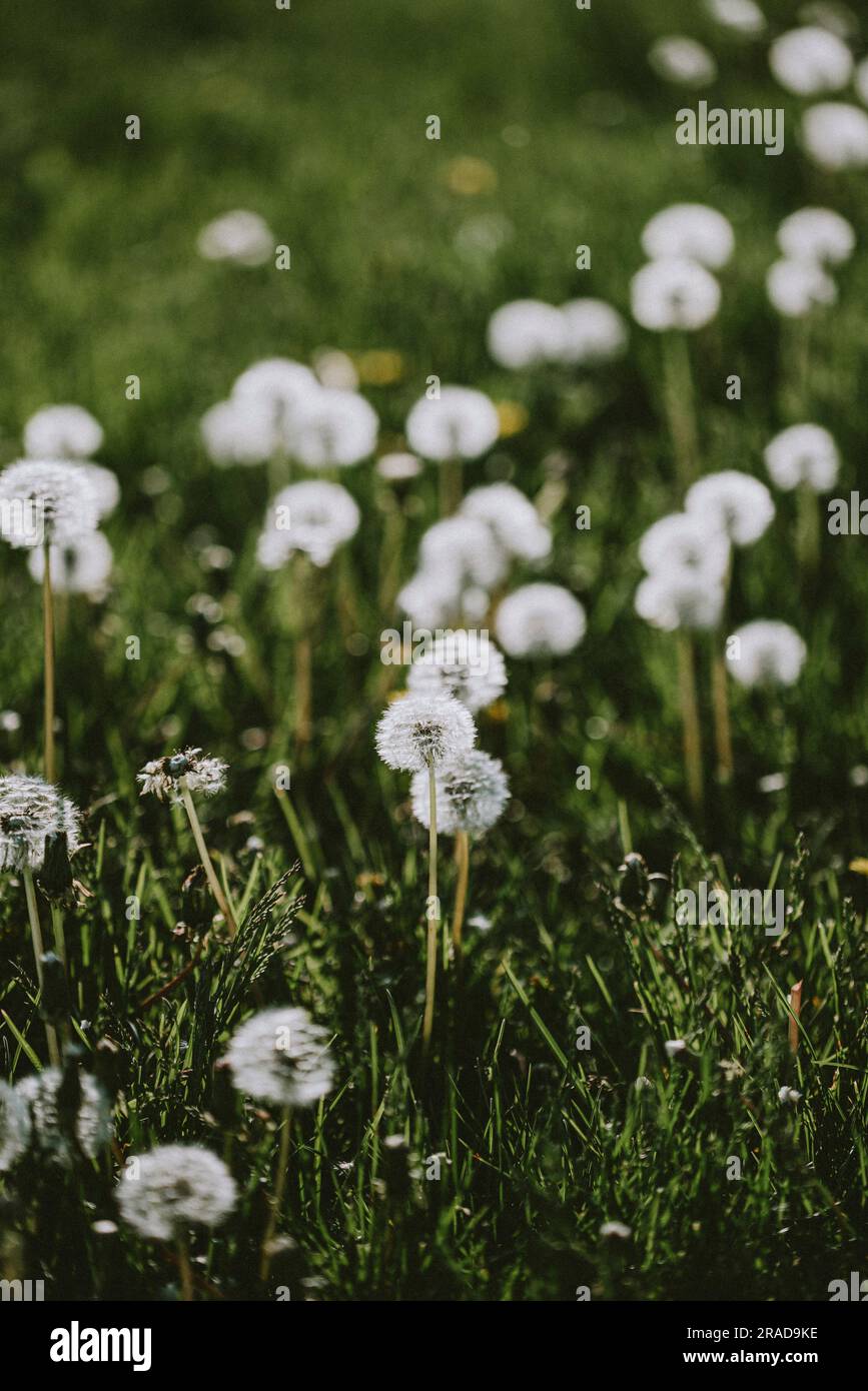 Weiße flauschige Löwenzahnblumen auf grasbem Feld mit unscharfem Hintergrund Stockfoto