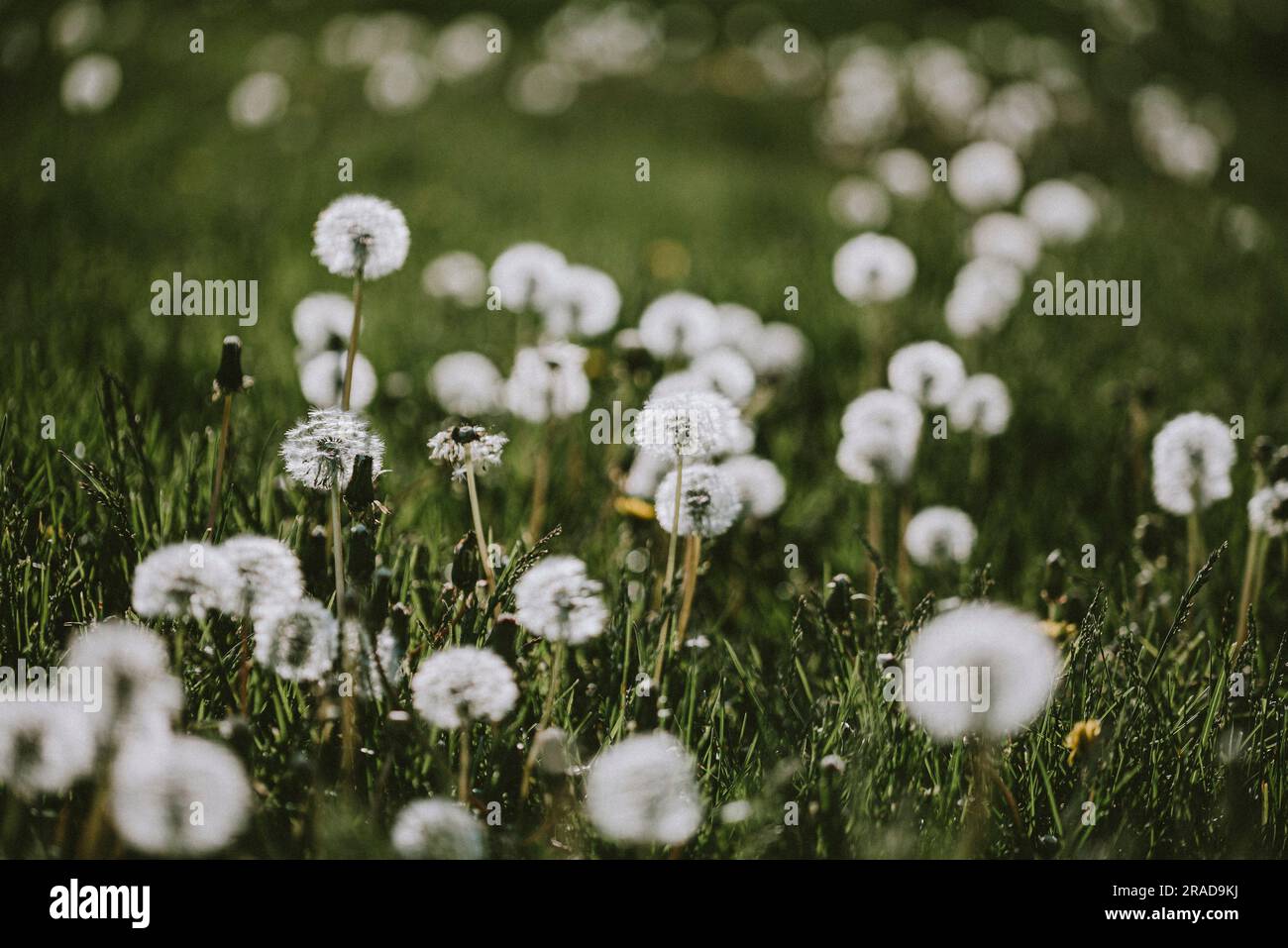 Weiße flauschige Löwenzahnblumen auf grasbem Feld mit unscharfem Hintergrund Stockfoto