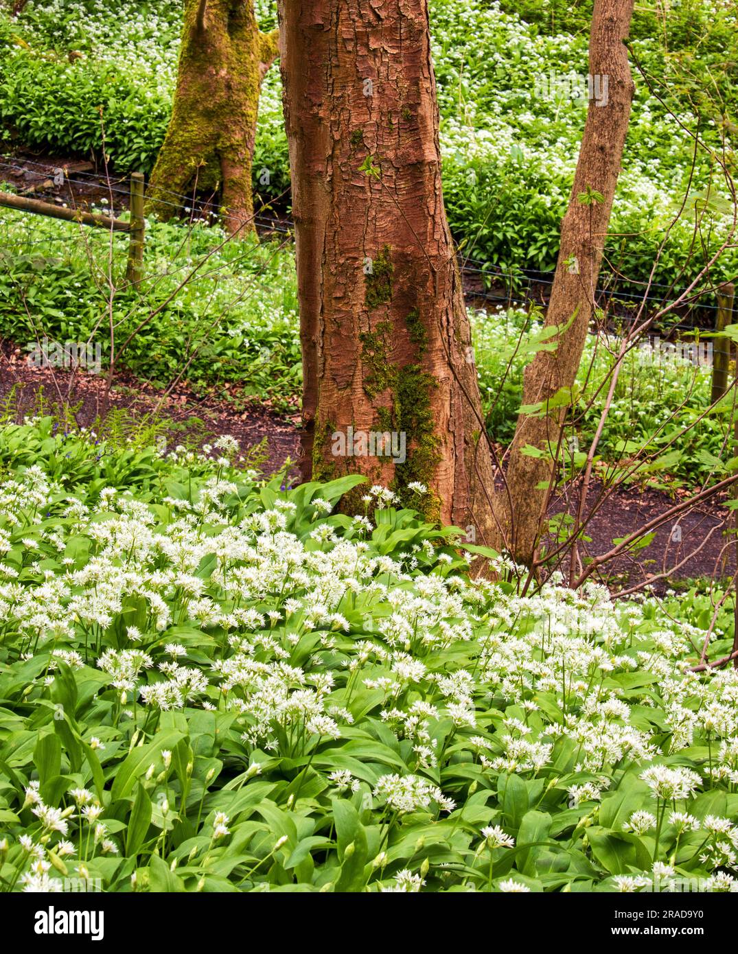 Ein Abstrakt von wildem Knoblauch, der einen Baumstamm umgibt und zu einem unscharfen Abschnitt im Hintergrund zurückfällt Stockfoto