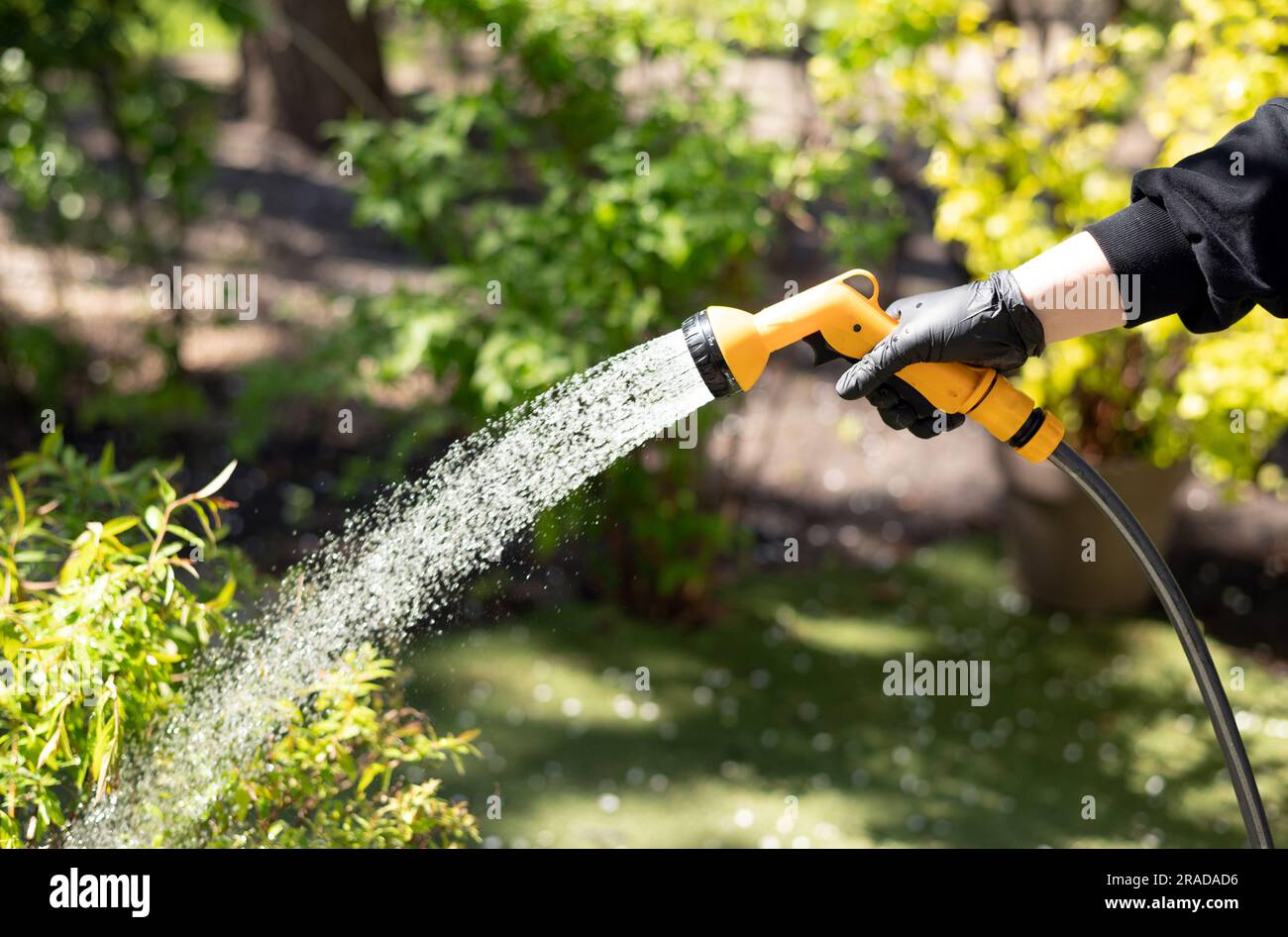 Bewässerter Garten aus Schlauch. Hand mit Gartenschlauch Bewässerung Pflanzen, Nahaufnahme, verschwommener Hintergrund. Gartenkonzept Stockfoto